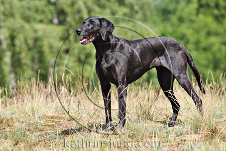 schwarzer Hund weimaraner Mischling