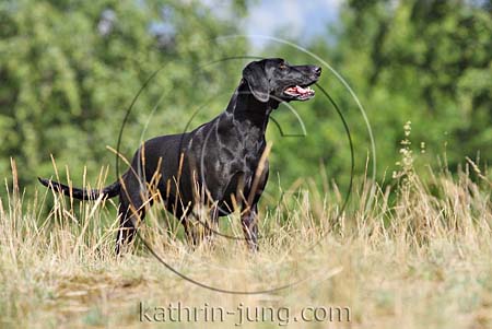 Hund schwarz