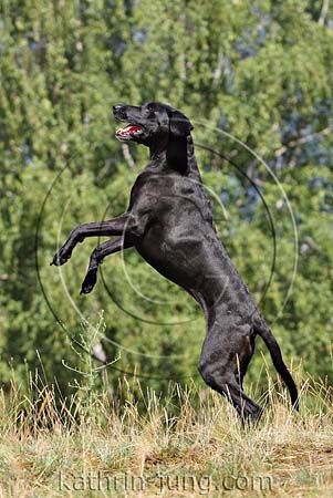 Hund macht Männchen