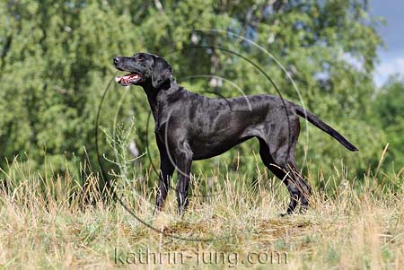 Weimaraner Mischling Weimaraner Mischling