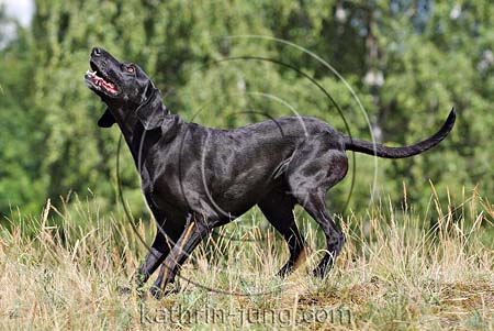 Hund schwarz anspielen