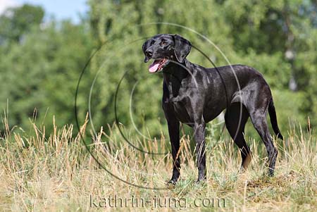 Weimaraner Mix schwarz Weimaraner Mix schwarz