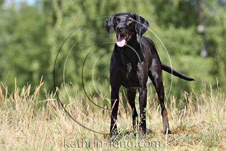 schwarzer Hund schwarzer Hund