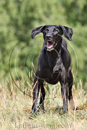 Hund schwarz Hund schwarz
