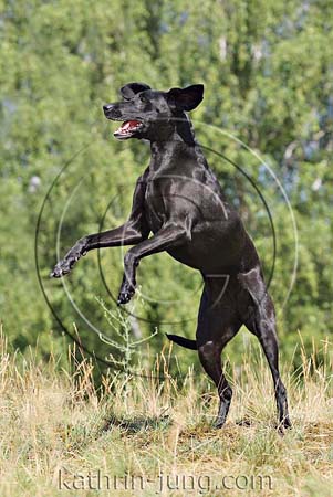 Hund macht Männchen Hund macht Männchen
