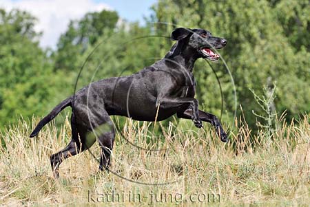 Weimaraner Mischling schwarz Weimaraner Mischling schwarz