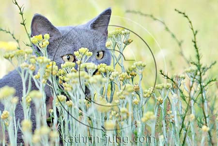 Katze in Blumen Katze in Blumen