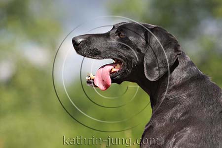 Portrait schwarzer Hund