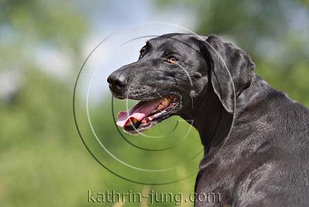 Portrait Weimaranermischling