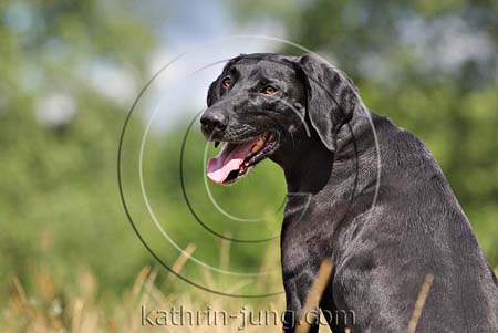 Hund schwarz Portrait