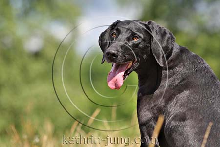 Weimaranermix Portrait