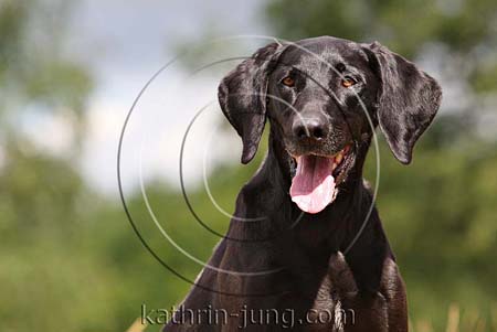 Portrait Hund schwarz