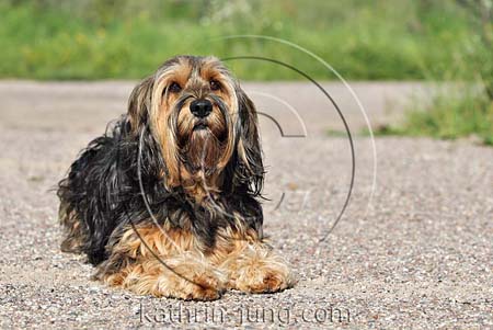 Hund liegt auf Weg Hund liegt auf Weg