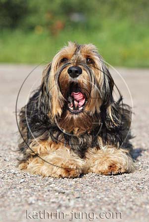 Mischling Hund gähnt Mischling Hund gähnt