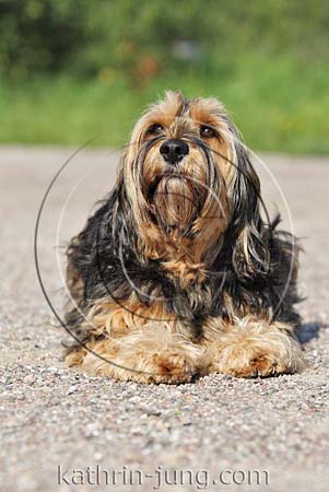 Hund Mischling liegt