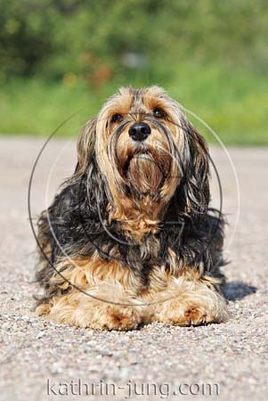 Hund Mix im Platz