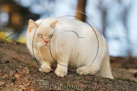 Katze auf Baumstamm