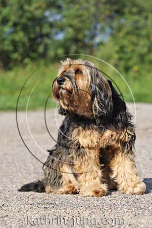 Hund sitzt