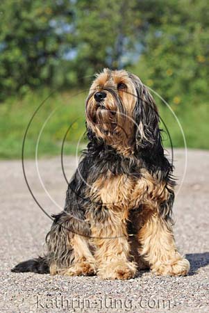 Mischling Hunde sitzt auf Weg Mischling Hunde sitzt auf Weg