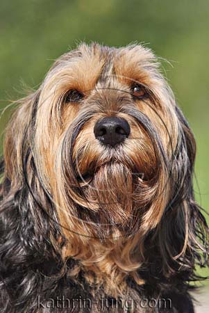 Portrait Mischling Portrait Mischling