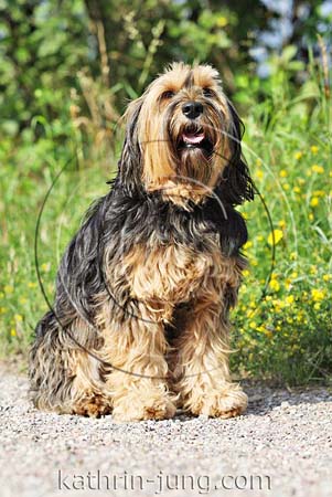 Hund sitzt Natur Hund sitzt Natur