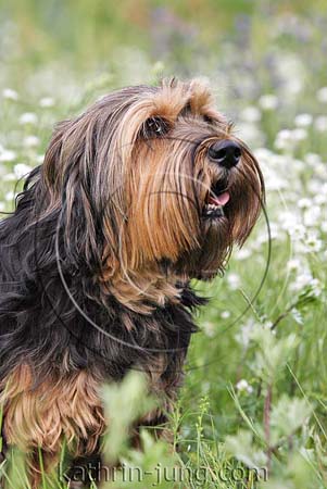 Portrait Mischling in Wiese Portrait Mischling in Wiese