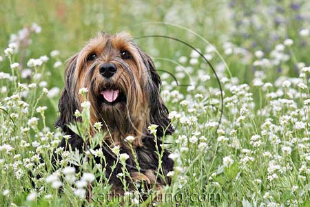 Mischling Blumenwiese Mischling Blumenwiese