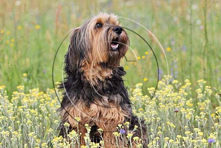 Hund gelbe Blumen Hund gelbe Blumen
