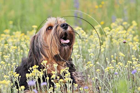 Portrait Hund Blumenwiese