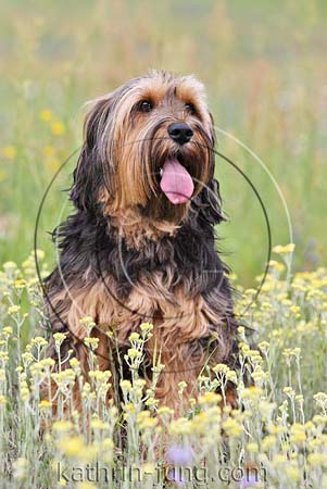 Hund Natur Blumen