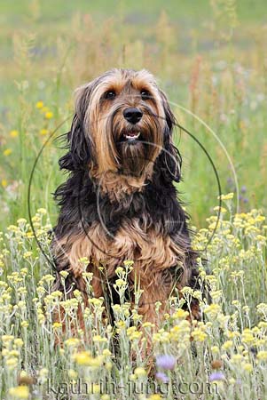 Mischling in Blumen Mischling in Blumen