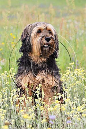 Hund in Blumen Hund in Blumen