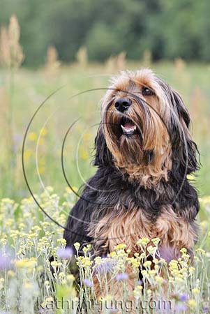 Hund Blumen