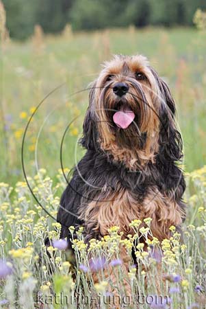Mischling Blumen Wiese Mischling Blumen Wiese