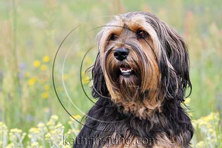 Mischling Portrait Mischling Portrait