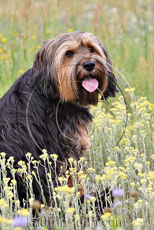 Hund Blumen