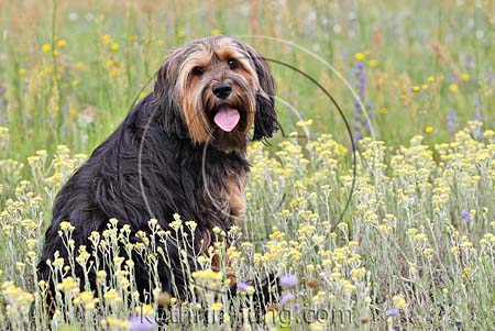 bunte Blumenwiese Mischling