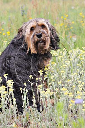 Hund in Sandstrohblume Hund in Sandstrohblume