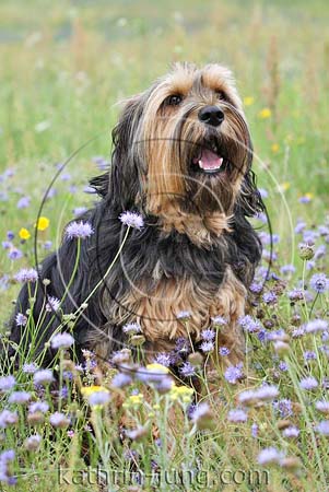 Blumenwiese Hund Blumenwiese Hund