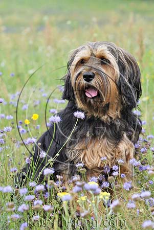 Hund in lila Blumenwiese