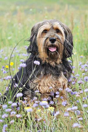 Mischling in Blumen Mischling in Blumen