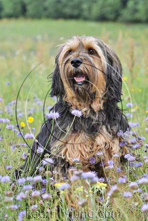 Hund Natur Wiese Hund Natur Wiese