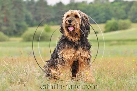 Mischling Wiese
