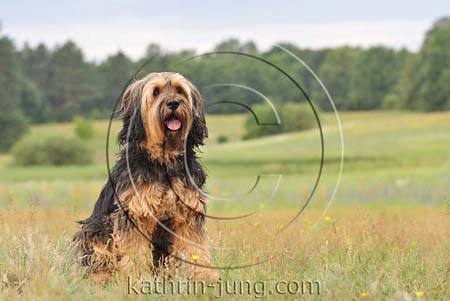 Hund Landschaft Hund Landschaft