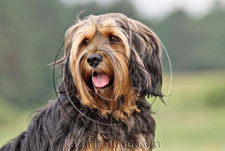 Mischling Portrait Mischling Portrait
