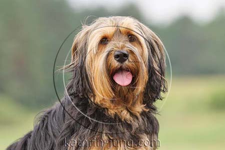 Mischling Portrait Mischling Portrait