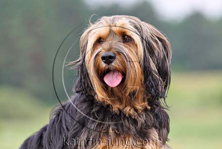 Hund Portrait Hund Portrait