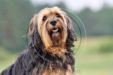 Mischling im Portrait Mischling im Portrait