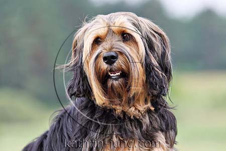 Portrait Hund Portrait Hund
