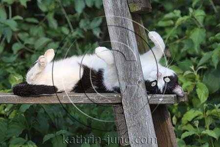 Katze witzig Katze witzig